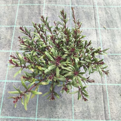Pianta Gaura Fiore Rosa - Cespugli fioriti Pianta Gaura Fiore Rosa - Cespugli fioriti