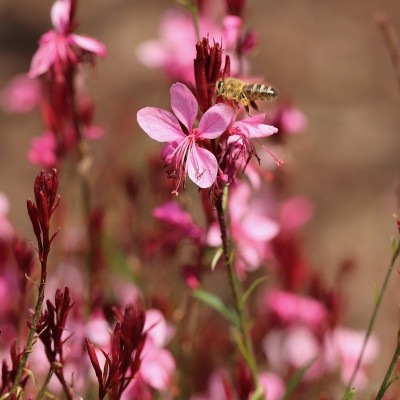gaura lindheimeri rosa