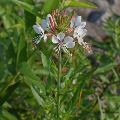 40pz Pianta Gaura Lindheimeri Alba Bianca - Cespugli