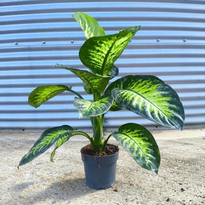Pianta Dieffenbachia Tropical Pianta Dieffenbachia Tropical