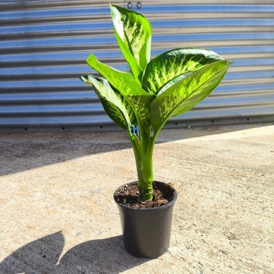 Pianta Dieffenbachia Tropical Pianta Dieffenbachia Tropical