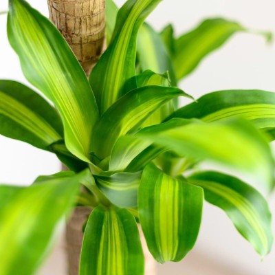 dracena pianta da interno o da appartamento