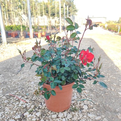 Pianta Rosa Senza Spine - Cespugli fioriti Pianta Rosa Senza Spine - Cespugli fioriti