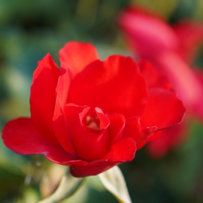 rose senza spine varietà rose senza spine varietà