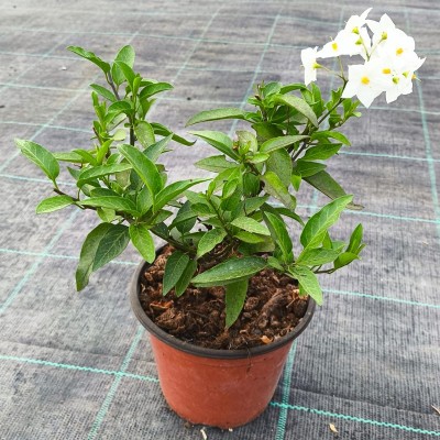 pianta solanum pianta solanum