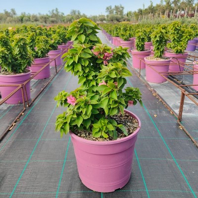 Pianta Bougainvillea Mini Thai - Cespugli fioriti Pianta Bougainvillea Mini Thai - Cespugli fioriti