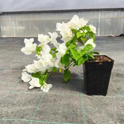 Pianta Bouganville Californiana Bianca - Piante rampicanti