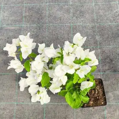 Pianta Bouganville Californiana Bianca - Piante rampicanti