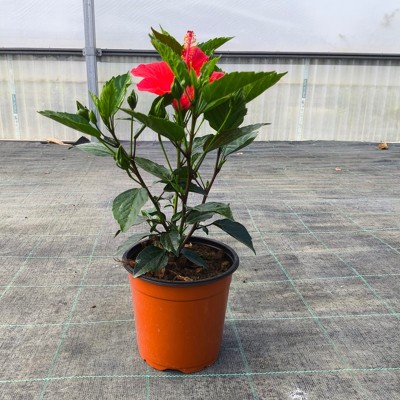 Pianta Hibiscus Rosa Sinensis - Cespugli fioriti Pianta Hibiscus Rosa Sinensis - Cespugli fioriti