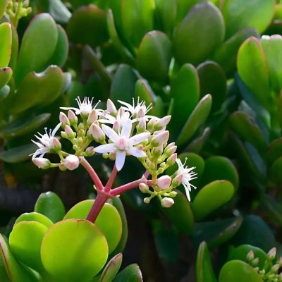 Pianta Crassula Ovata - Albero di Giada - piante grasse o succulente Pianta Crassula Ovata - Albero di Giada - piante grasse o succulente
