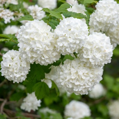 piante palle di neve piante palle di neve
