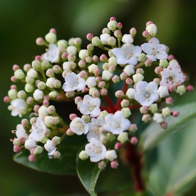 Pianta Viburno Fragrans - Siepi da giardino Pianta Viburno Fragrans - Siepi da giardino