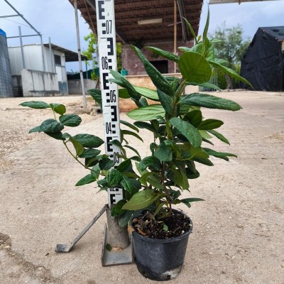 Pianta Viburno Fragrans - Siepi da giardino Pianta Viburno Fragrans - Siepi da giardino