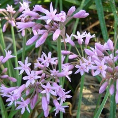 Pianta Tulbaghia - Cespugli fioriti Pianta Tulbaghia - Cespugli fioriti