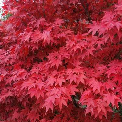 Pianta Acero FireGlow - Astoni Pianta Acero FireGlow - Astoni