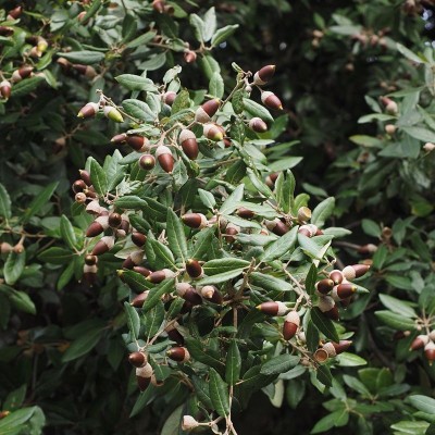 albero quercia albero quercia