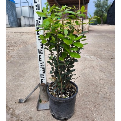 Pianta Quercia Ilex - Siepi da giardino Pianta Quercia Ilex - Siepi da giardino