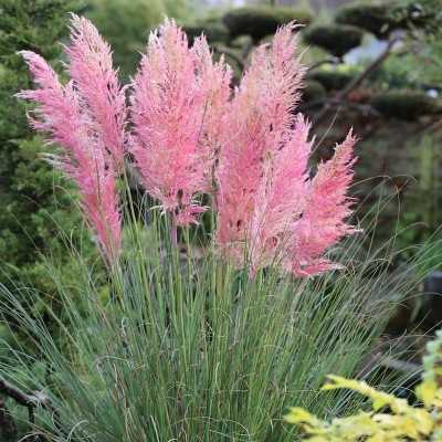 Pianta Cortaderia Selloana - Gynerium Rosa - Erba della Pampa - cespugli fioriti