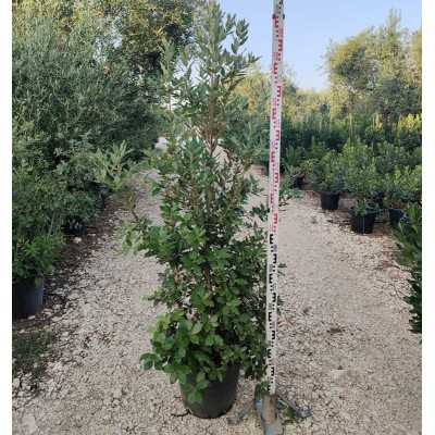 Pianta Quercia Ilex - Siepi da giardino Pianta Quercia Ilex - Siepi da giardino