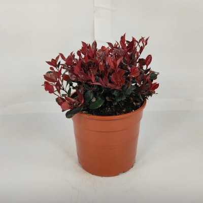 Pianta Photinia Nana - Siepi da giardino Pianta Photinia Nana - Siepi da giardino