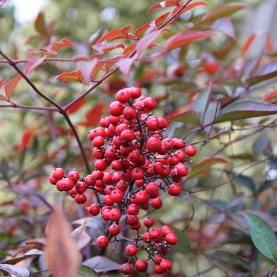 Pianta Nandina Domestica - Cespugli fioriti Pianta Nandina Domestica - Cespugli fioriti