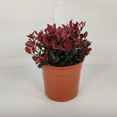 Pianta Nandina Domestica - Cespugli fioriti Pianta Nandina Domestica - Cespugli fioriti