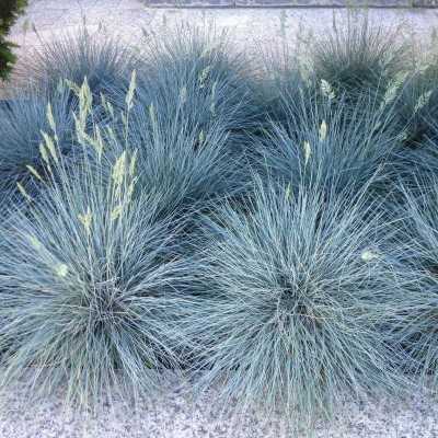 40pz Pianta Festuca Glauca - Tappezzanti