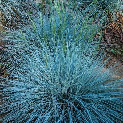 40pz Pianta Festuca Glauca - Tappezzanti
