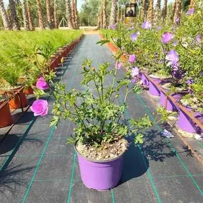 Pianta Alyogyne - Cespugli fioriti