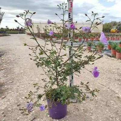 Pianta Alyogene - Cespugli fioriti