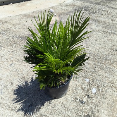 pianta cycas