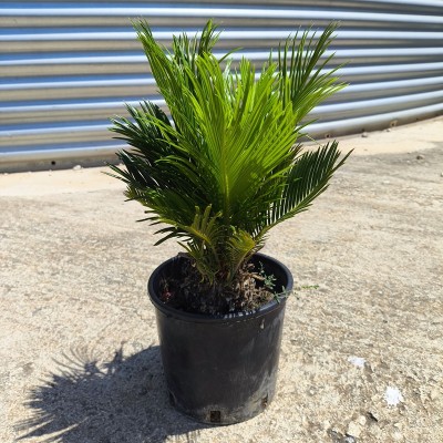 Pianta Cycas Revoluta - Palmizi