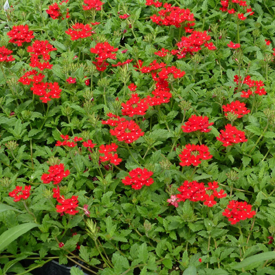 piante di verbena piante di verbena