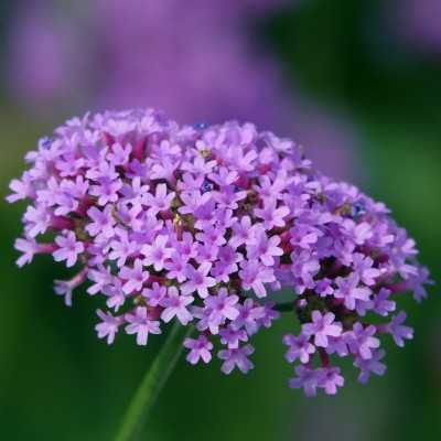 piante di verbena piante di verbena