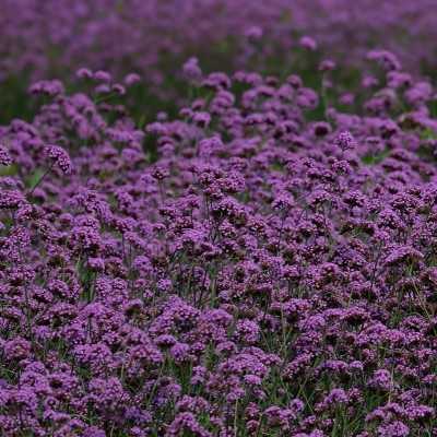 Verbena Verbena