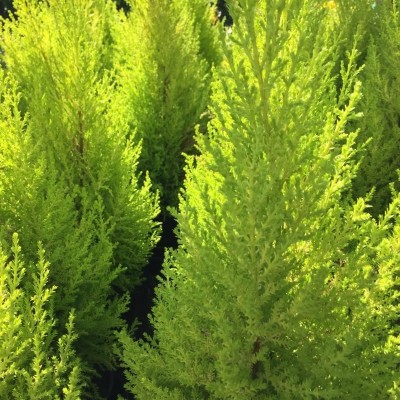 cipresso goldcrest siepe cipresso goldcrest siepe
