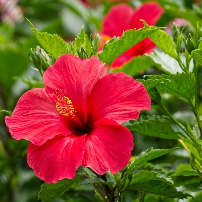 hibiscus rosa sinensis
