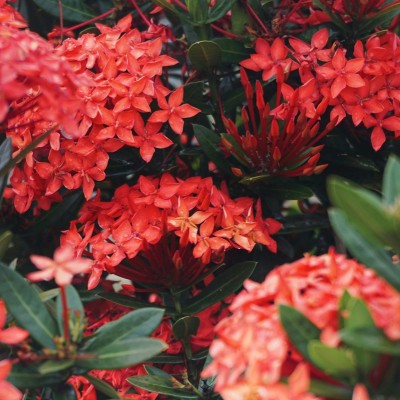 pianta ixora coccinea pianta ixora coccinea