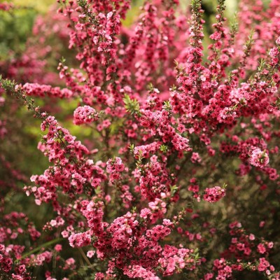pianta leptospermum scoparium pianta leptospermum scoparium