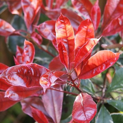 photinia
