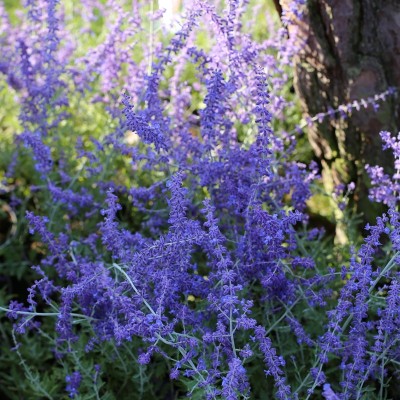 Perovskia