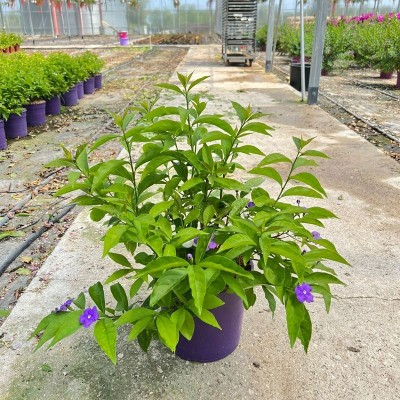 Pianta Brunfelsia - Cespugli fioriti
