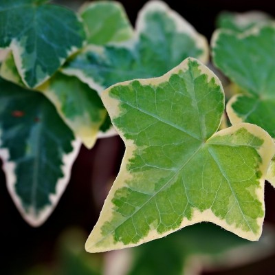 pianta edera variegata con foglie piccole pianta edera variegata con foglie piccole