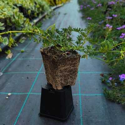 40pz Pianta Verbena Bonariensis - Cespugli 40pz Pianta Verbena Bonariensis - Cespugli