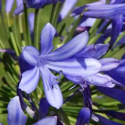 Agapanthus
