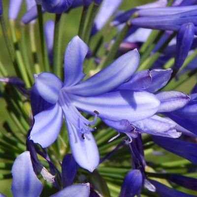 agapanto blu agapanto blu