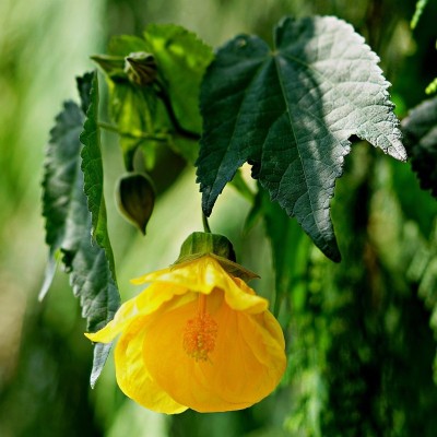 40pz Pianta Abutilon Colore Mix - Cespugli 40pz Pianta Abutilon Colore Mix - Cespugli