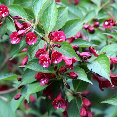 40pz Pianta Weigelia - Cespugli 40pz Pianta Weigelia - Cespugli