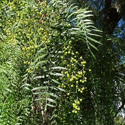 40pz Pianta Schinus Molle - Alberi da giardino 40pz Pianta Schinus Molle - Alberi da giardino