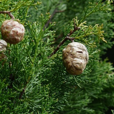 40pz Pianta Cipresso Semprevivo Totem - Alberi da giardino 40pz Pianta Cipresso Semprevivo Totem - Alberi da giardino